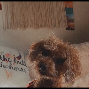 Meet your Posher, Americus